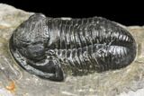 Detailed Gerastos Trilobite Fossil - Morocco #141665-2